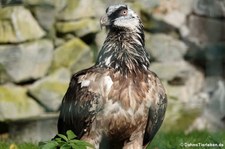 Eurasischer Bartgeier (Gypaetus barbatus barbatus) im Aachener Tierpark Euregiozoo