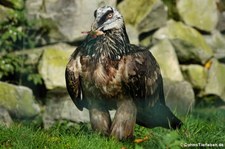 Eurasischer Bartgeier (Gypaetus barbatus barbatus) im Aachener Tierpark Euregiozoo