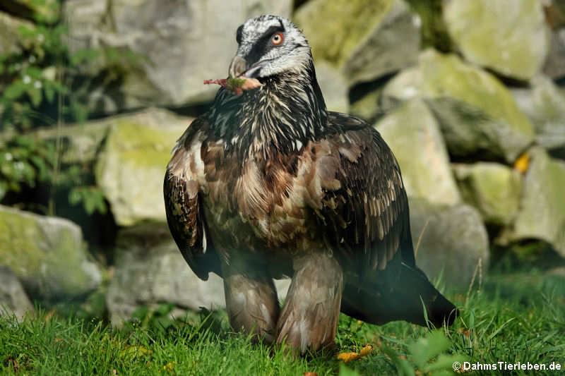 Eurasischer Bartgeier (Gypaetus barbatus barbatus)