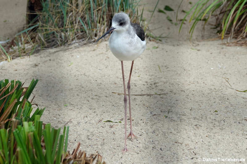 Stelzenläufer (Himantopus himantopus)