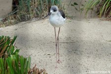 Stelzenläufer (Himantopus himantopus) im Euregiozoo Aachen