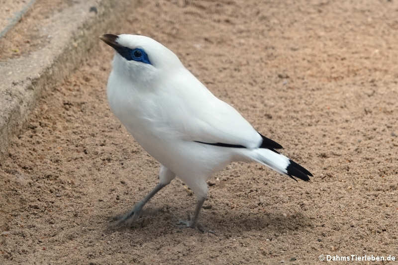 Balistar (Leucopsar rothschildi)