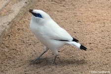 Balistar (Leucopsar rothschildi) im Aachener Tierpark Euregiozoo