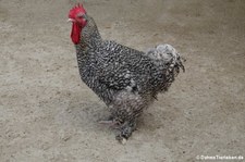 Mechelner Huhn (Gallus gallus f. domestica) im Aachener Tierpark Euregiozoo