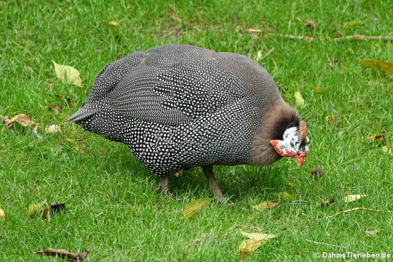 Hausperlhuhn (Numida meleagris f. domestica)