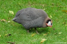 Hausperlhuhn (Numida meleagris f. domestica) im Aachener Tierpark Euregiozoo