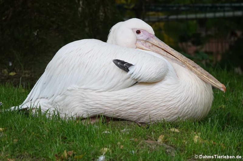 Rosapelikan (Pelecanus onocrotalus)