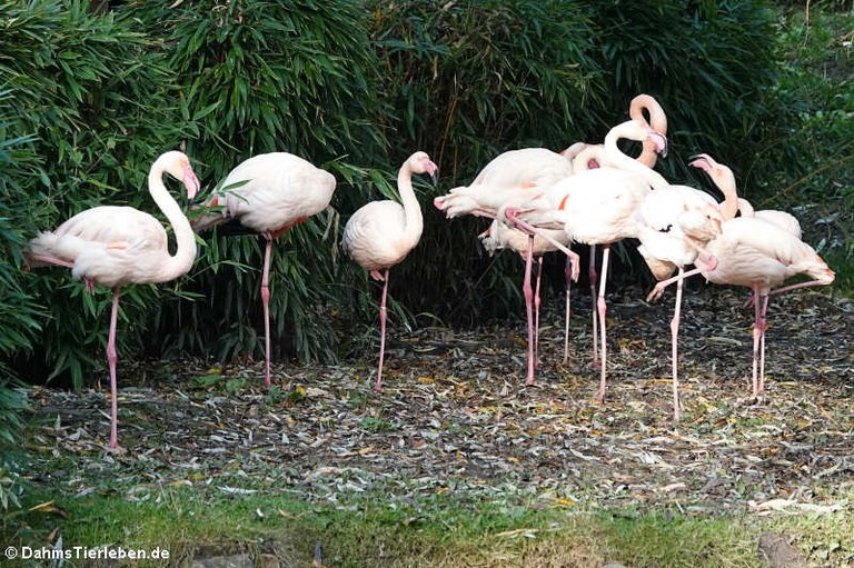 Phoenicopterus roseus