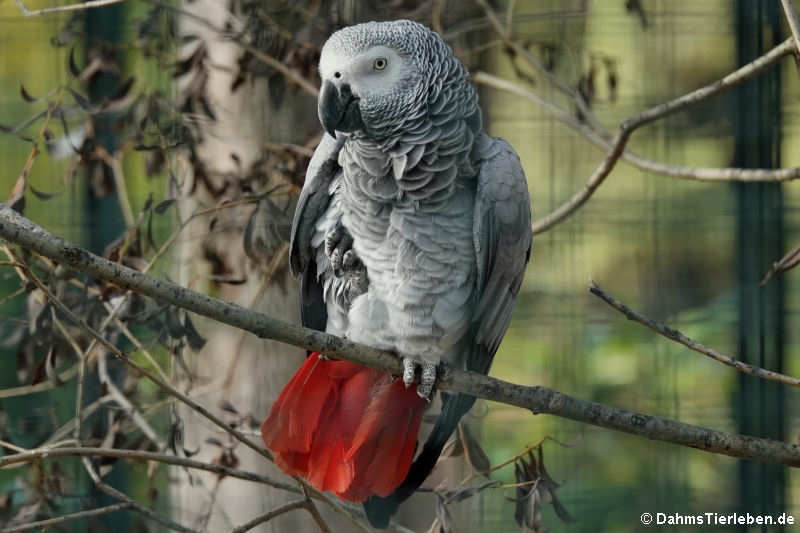 Graupapagei (Psittacus erithacus)