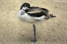 Junger Säbelschnabler (Recurvirostra avosetta) im Euregiozoo Aachen