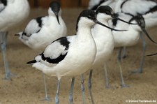 Säbelschnabler (Recurvirostra avosetta) im Euregiozoo Aachen