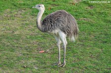 Nandu (Rhea americana) im Aachener Tierpark Euregiozoo