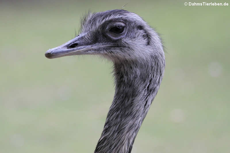 Nandu (Rhea americana)