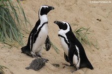 Brillenpinguine (Spheniscus demersus) im Euregiozoo Aachen