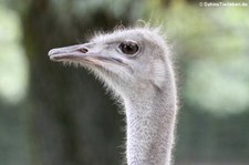 Südafrikanischer Strauß (Struthio camelus australis) im Euregiozoo Aachen