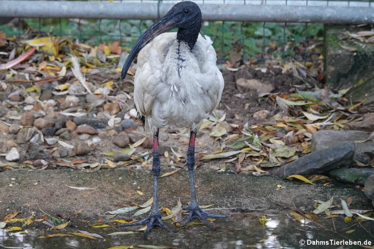 Threskiornis aethiopicus