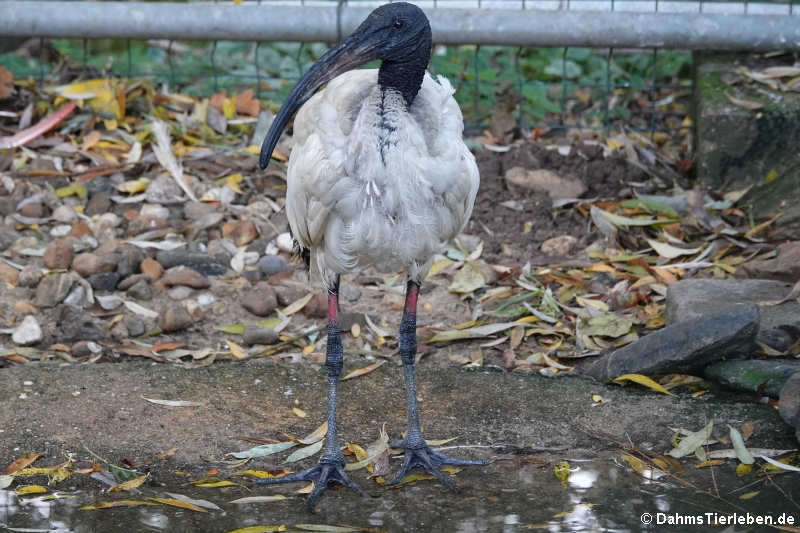 Threskiornis aethiopicus