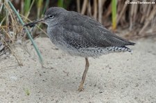 Rotschenkel (Tringa totanus) im Aachener Tierpark Euregiozoo