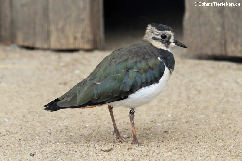 Kiebitz (Vanellus vanellus)