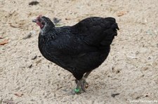 Deutsches Zwerg-Langschan (Gallus gallus f. domestica) im Aachener Tierpark Euregiozoo