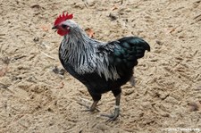 Deutsches Zwerg-Langschan (Gallus gallus f. domestica) im Aachener Tierpark Euregiozoo