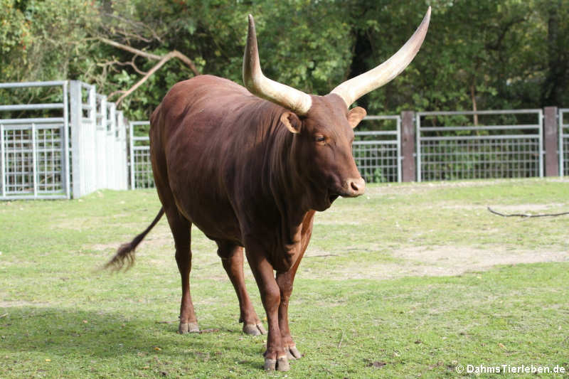 Watussi-Rind (Bos primigenius f. taurus)