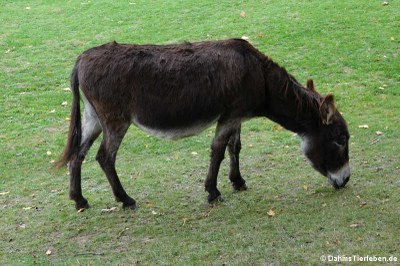 Zwergesel (Equus africanus f. asinus)