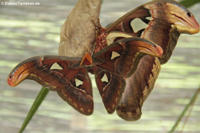 Atlasspinner (Attacus atlas)