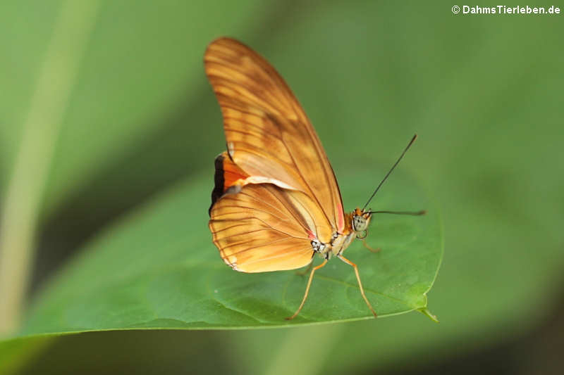 Juliafalter (Dryas iulia)