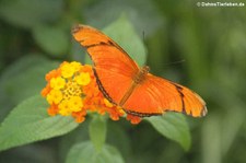 Julia Falter (Dryas iulia) im Schmetterlingsgarten Eifalia, Ahrhütte