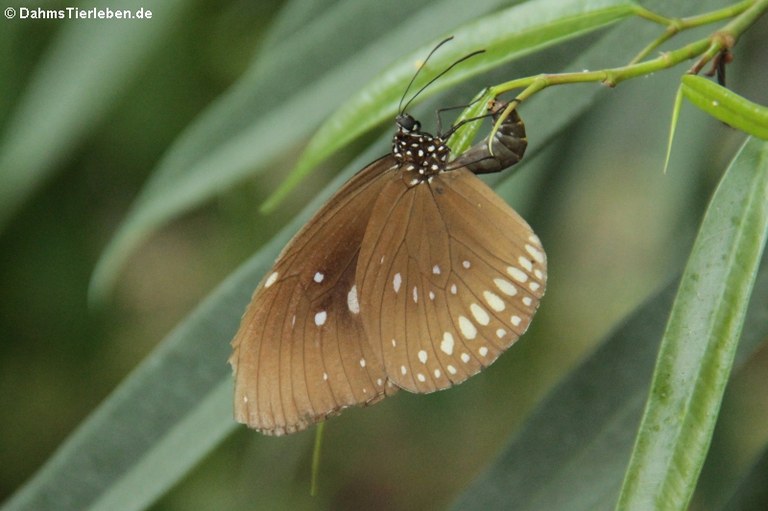 Euploea core