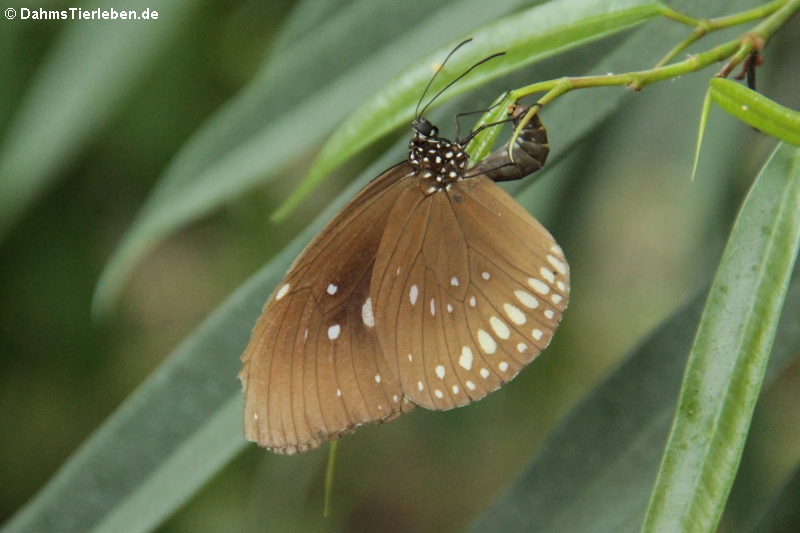 Gemeine Krähe oder Oleanderfalter (Euploea core)