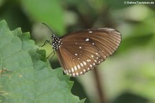 Oleanderfalter (Euploea core) im Eifalia Schmetterlingsgarten, Ahrhütte