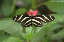 Zebrafalter (Heliconius charitonius) im Schmetterlingsgarten Eifalia, Ahrhütte