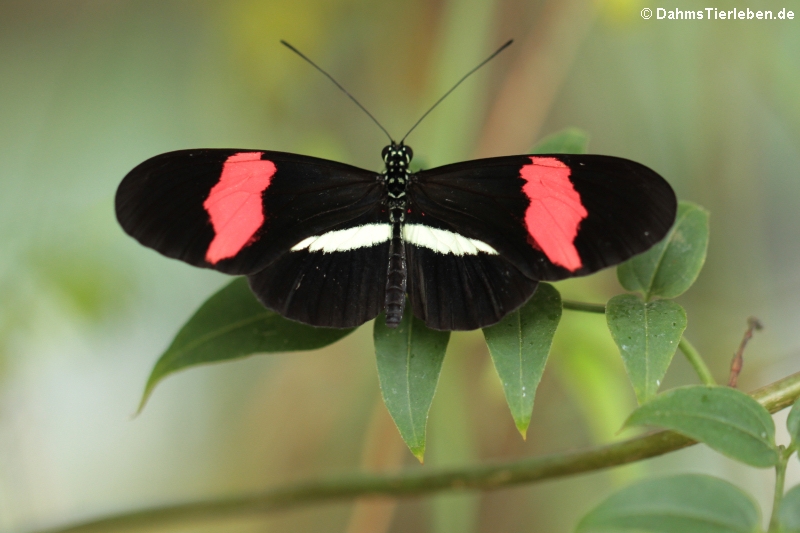 Kleiner Kurier (Heliconius erato)