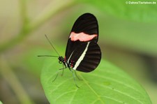 Kleiner Kurier (Heliconius erato) im Schmetterlingsgarten Eifalia, Ahrhütte