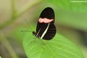 Heliconius erato