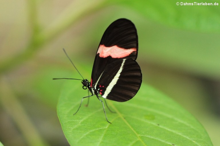 Heliconius erato