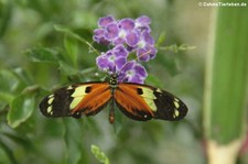 Heliconius ismenius metaphorus im Schmetterlingsgarten Eifalia, Ahrhütte