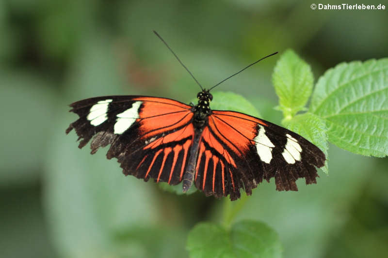 Heliconius melpomene