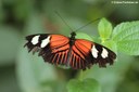 Heliconius melpomene