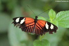 Heliconius melpomene madeira im Schmetterlingsgarten Eifalia, Ahrhütte