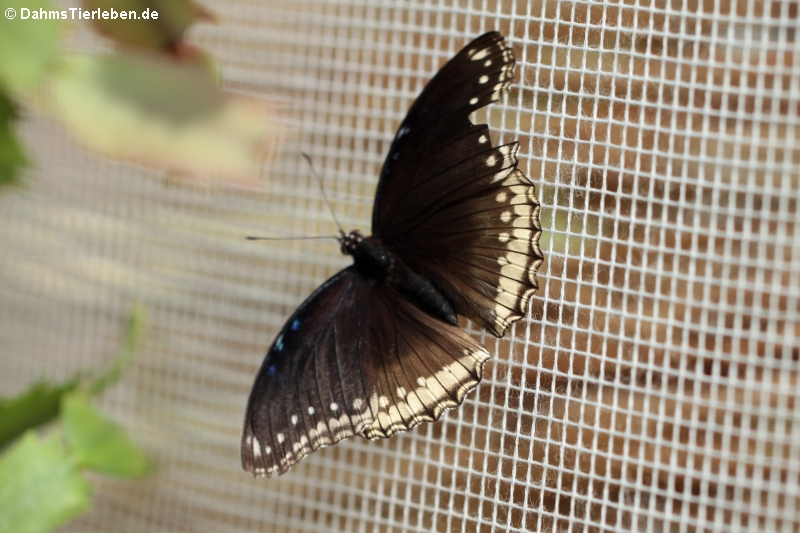 weibliche Große Eierfliege (Hypolimnas bolina jacinthas)