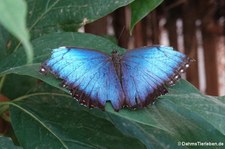 Blauer Morphofalter (Morpho peleides) im Eifalia Schmetterlingsgarten, Ahrhütte