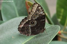 Blauer Morphofalter (Morpho peleides) im Eifalia Schmetterlingsgarten, Ahrhütte