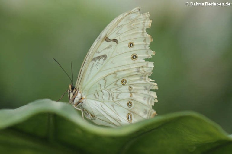 Morpho polyphemus