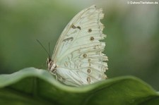 Weißer Morphofalter (Morpho polyphemus) im Schmetterlingsgarten Eifalia, Ahrhütte