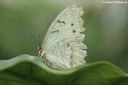 Morpho polyphemus