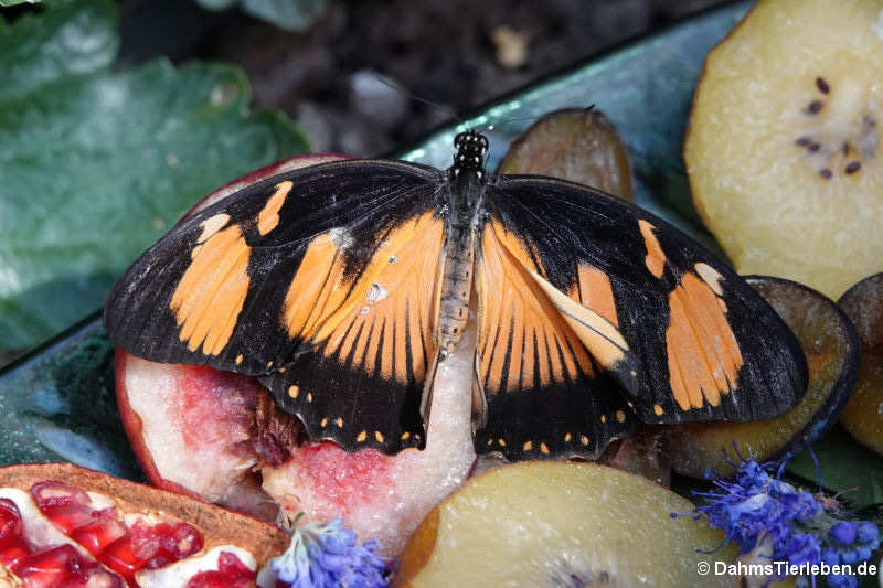 Papilio dardanus (weiblich)