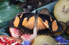 Papilio dardanus (weiblich) im Schmetterlingsgarten Eifalia, Ahrhütte